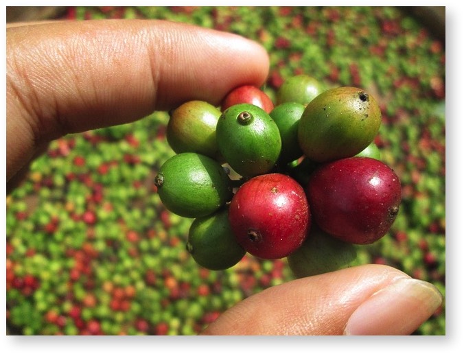 Hawaii coffee beans